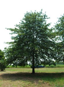 Shade Tree List | Dammanns