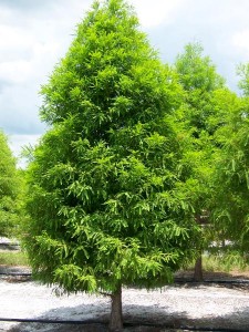 Bald Cypress