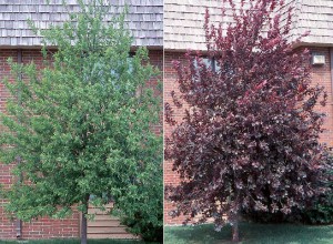 Canada Red Choke Cherry