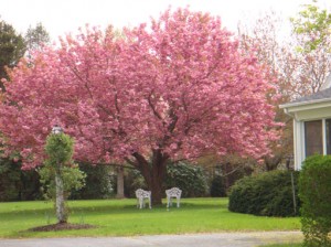 Kwanzan Cherry