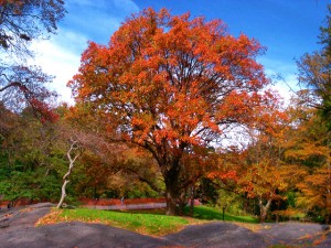 Northern Red Oak