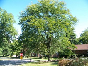 Skyline Honeylocust