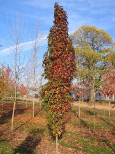 Slender Silhouette Sweetgum