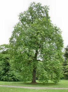 Tulip Tree