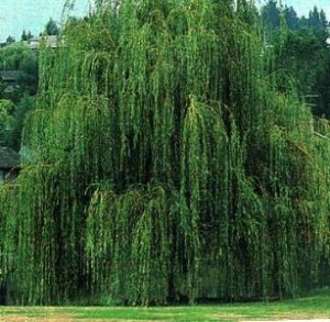 Weeping Willow