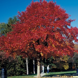 Wildfire Blackgum