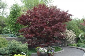 Bloodgood Japanese Maple