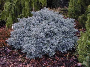 Blue Star Juniper