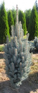 Columnar Blue Spruce