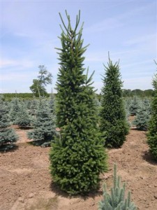 Columnar Norway Spruce