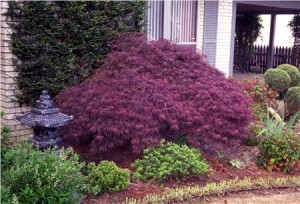 Crimson Queen Japanese Maple