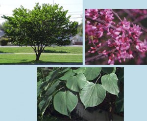 Eastern Redbud