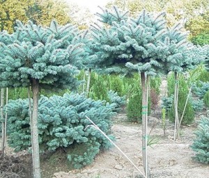 Globe spruce standard