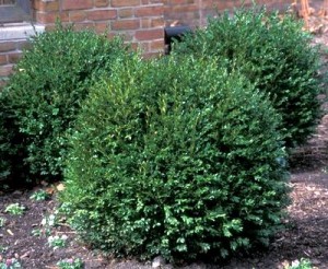 Green Gem Boxwood