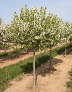 Lollipop Crabapple