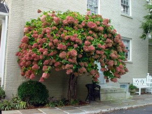 Tree Hydrangea