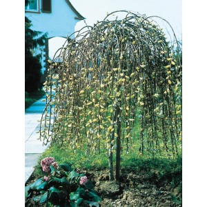 Weeping Pussy Willow