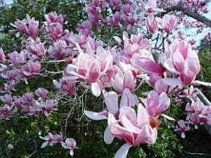 Pink Saucer Magnolia