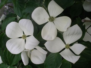 Venus Dogwood