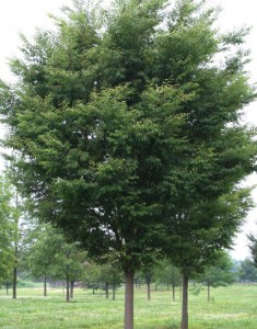 green vase zelkova