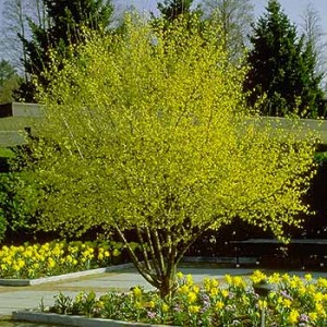 Golden Glory Dogwood