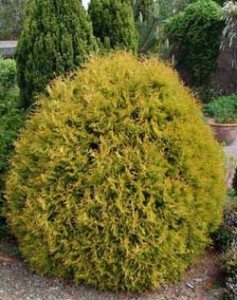 Rheingold arborvitae