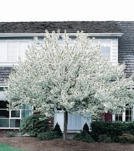 Spring Snow Crabapple