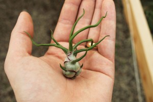 Bulbosa