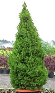 dwarf-alberta-spruce_jpg