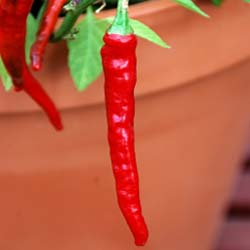 Veggies in Containers