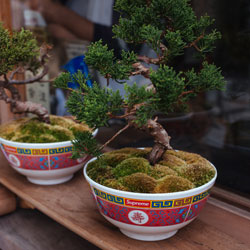 Balcony Garden