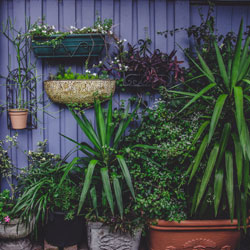 Balcony Garden