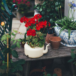 Balcony Garden