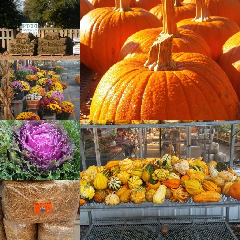 pumpkins, mums, gourds, colorful kale, sod and straw bales abound at Dammann's during the Autumn season.