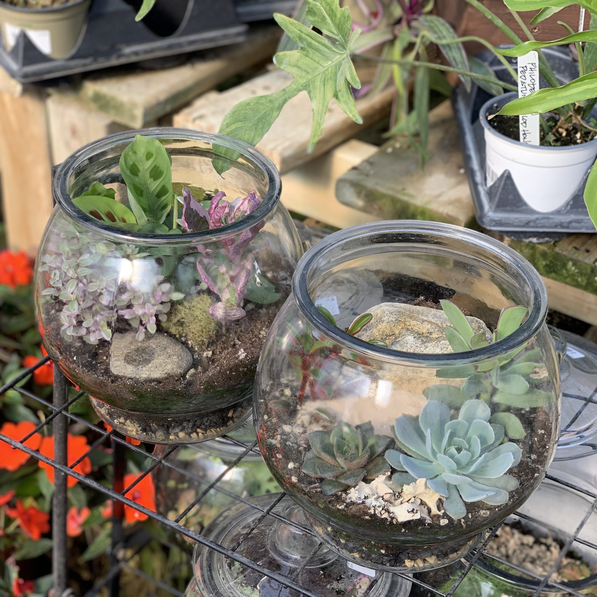 Terrarium Plants: How To Create Your Own Low-Maintenance Garden – Sprigbox