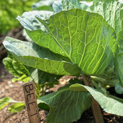 shade tolerant vegetables