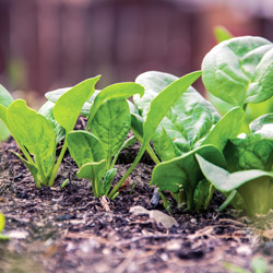 shade tolerant vegetables