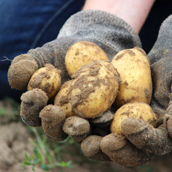 shade tolerant vegetables