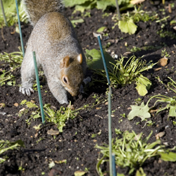 squirreldigging_250x250