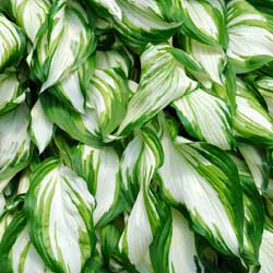 Hosta Undulata