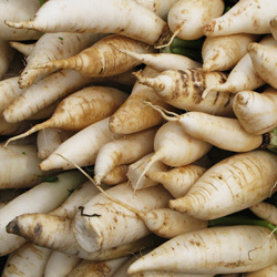 Daikon Radishes