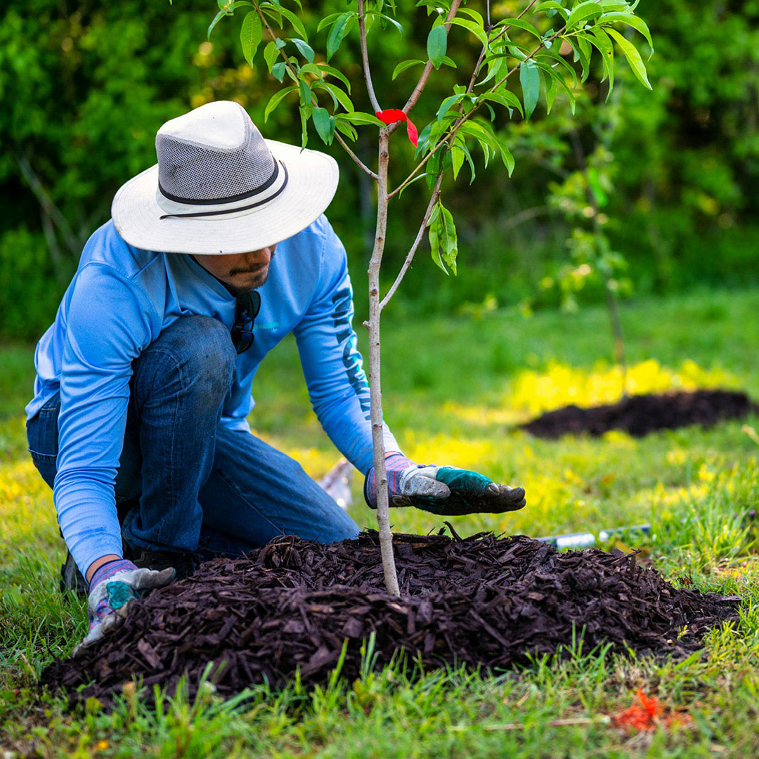 Gardener kneeling and applying mulch around colorful flower plants