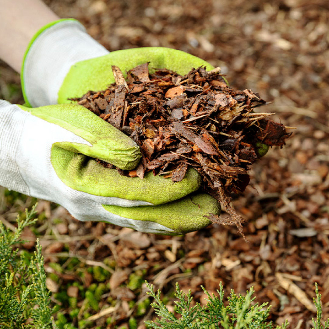 Mulch being poured from a bag onto soil in a garden