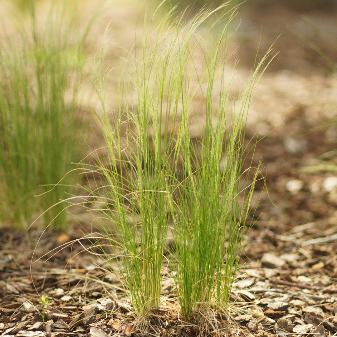 Clump of ornamental grass growing in a mulched landscape bed