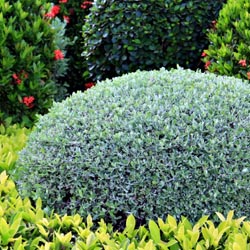 Shrubs
