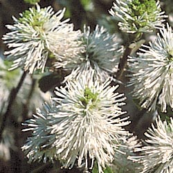 Shrubs