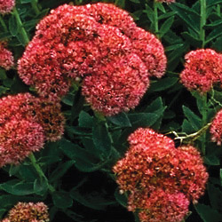 Audition Autumn Bloomers