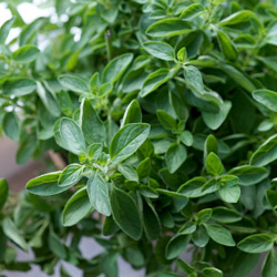 Fall Herb Garden