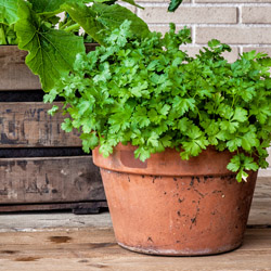 Fall Herb Garden