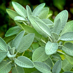 Fall Herb Garden